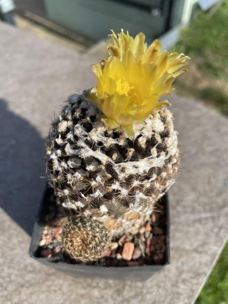 Copiapoa hypogaea